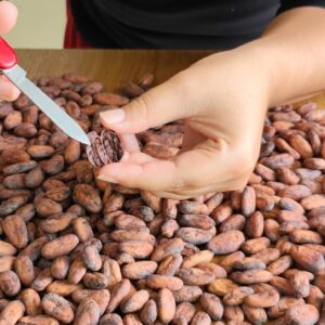Curso Online Calidad del cacao en grano